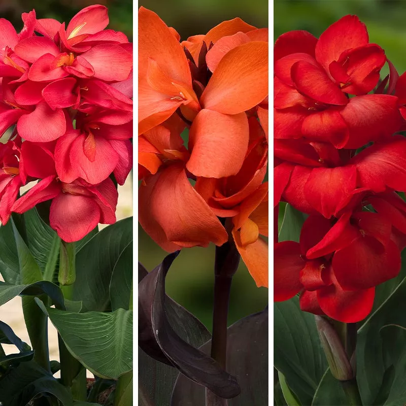 Happy Hummingbird Canna Collection