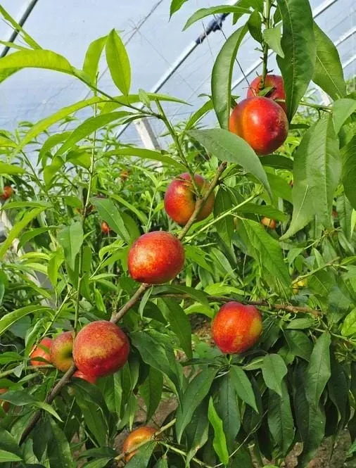 hardired-nectarine Hardired Nectarine