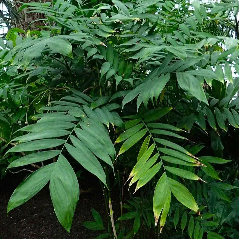 hardy-bamboo-palm Hardy Bamboo Palm