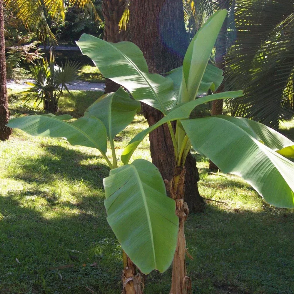 Hardy Banana