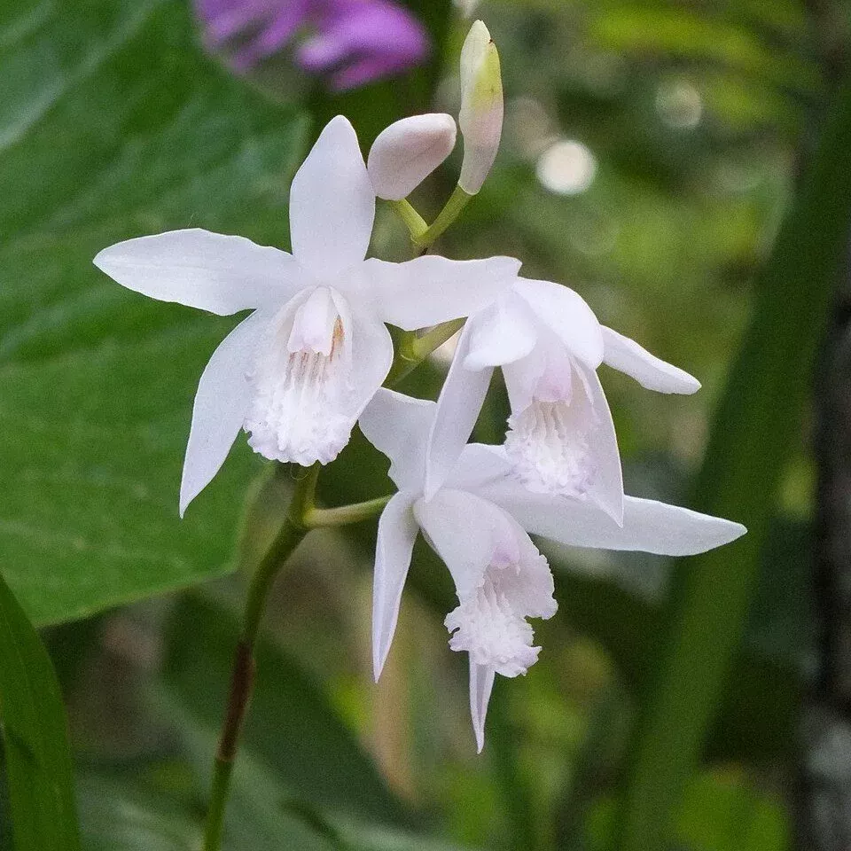 Hardy Ground Orchid