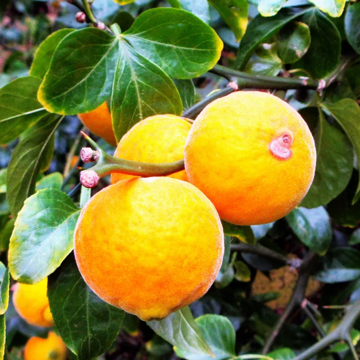 hardy-orange-tree-trifoliate Hardy Orange Tree (Trifoliate)