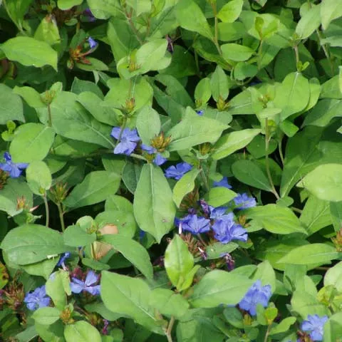 hardy-plumbago-3-5-inch-pots-minimum-quantity-25-plants Hardy Plumbago - 3.5 inch Pots (Minimum Quantity: 25 Plants)