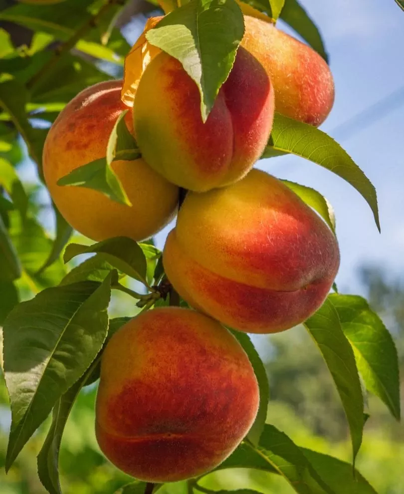 harken-peach Harken Peach