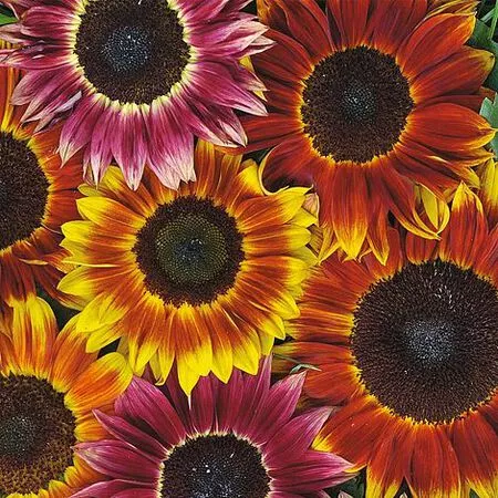 Harlequin Sunflower Seeds