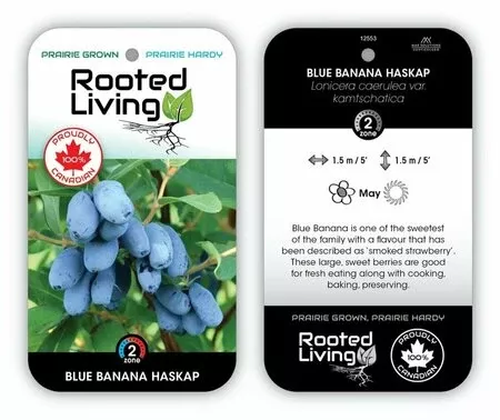 haskap-blue-banana Haskap 'Blue Banana'