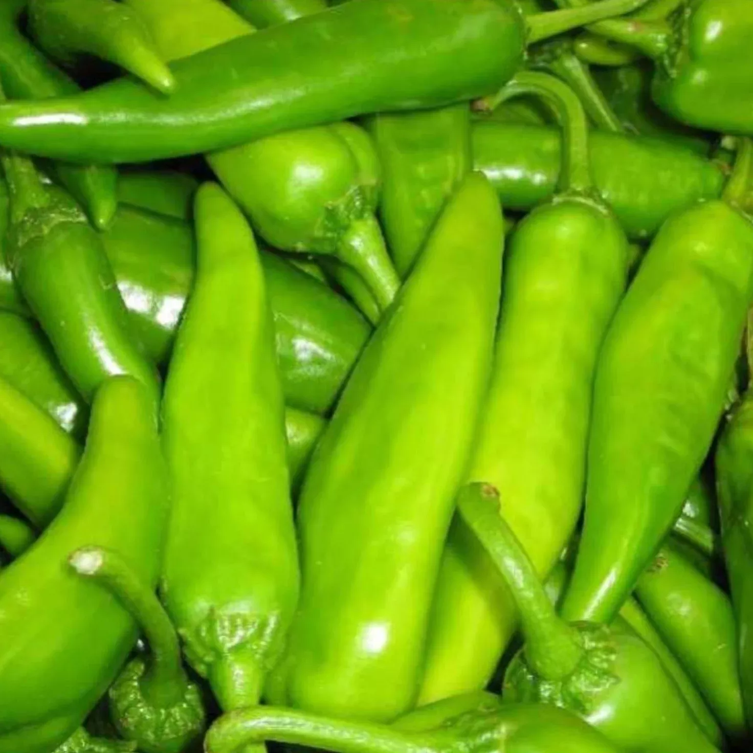 hatch-cert-lumbre-chile-hot-pepper-seeds Hatch Cert. Lumbre Chile Hot Pepper Seeds