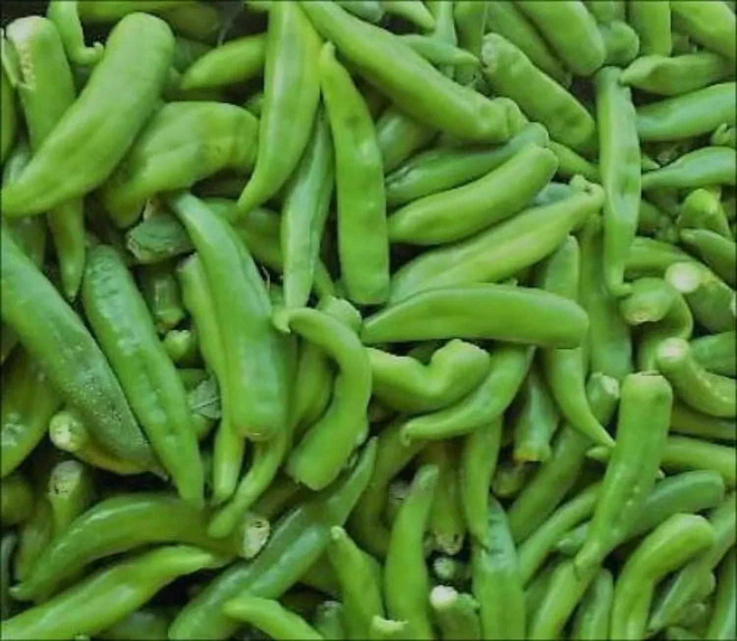hatch-cert-rattlesnake-chile-hot-pepper-seeds Hatch Cert. Rattlesnake Chile Hot Pepper Seeds