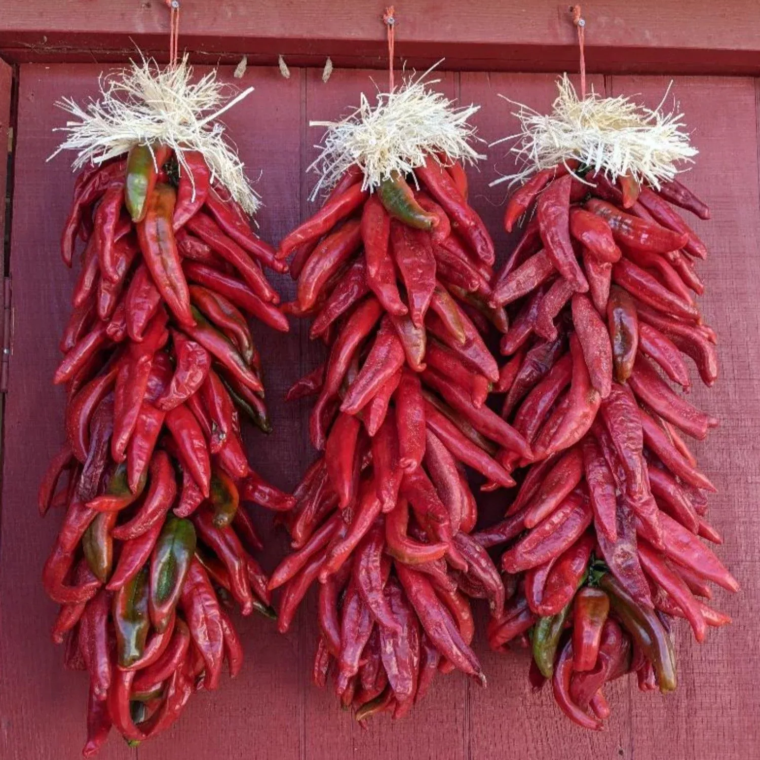 hatch-cert-sandia-chile-hot-pepper-seeds Hatch Cert. Sandia Chile Hot Pepper Seeds