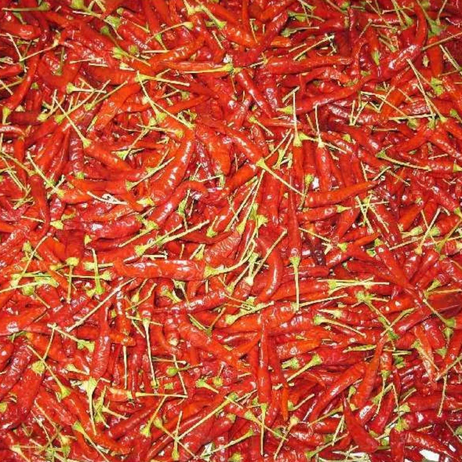 hatch-valley-grown-piquin-hot-pepper-seeds Hatch Valley Grown Piquin Hot Pepper Seeds