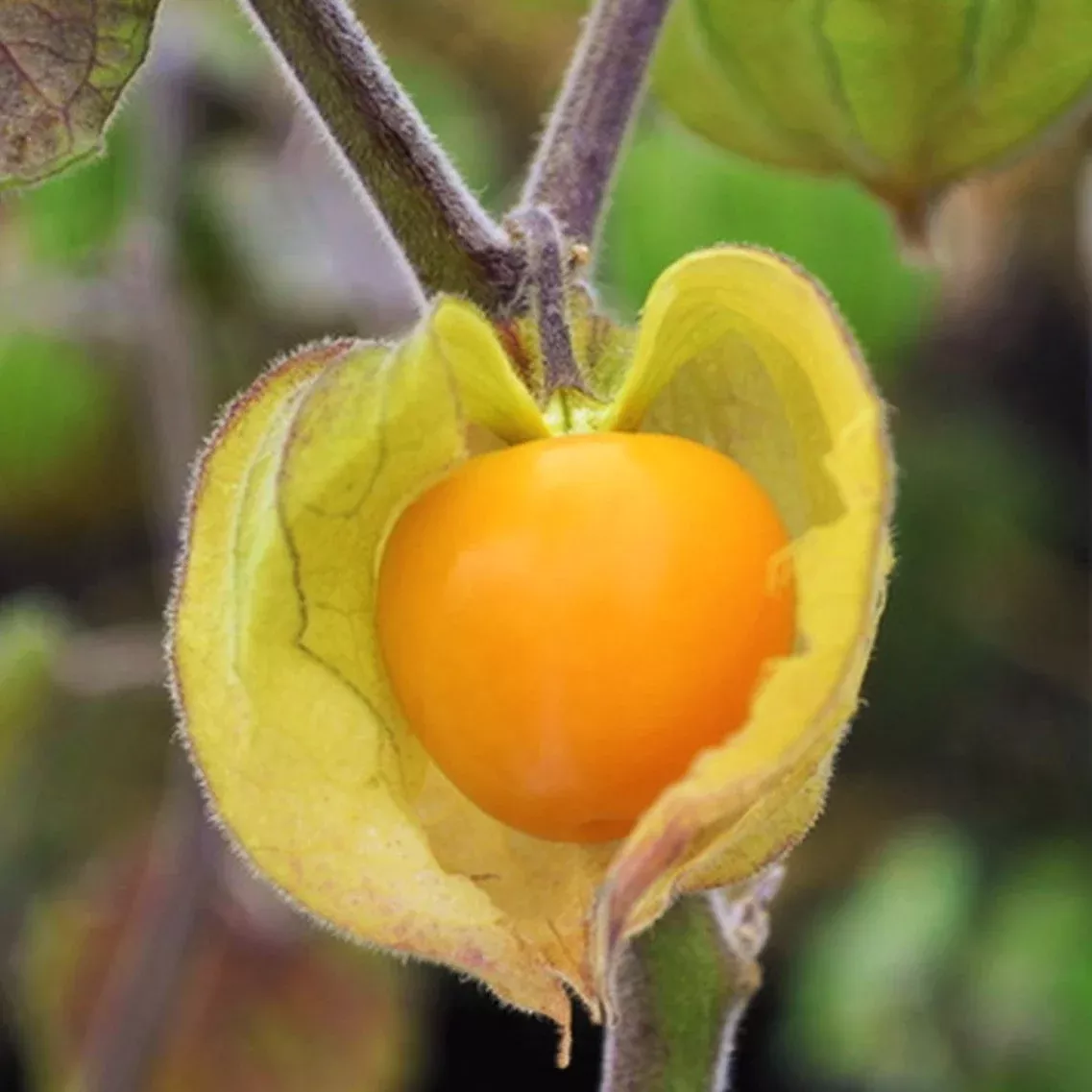 Hawaiian Giant Poha Berry