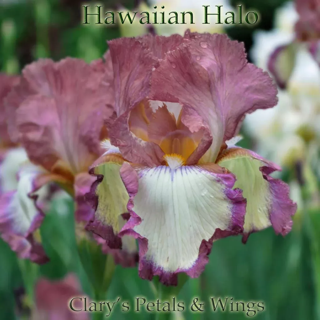 hawaiian-halo-1990-tb-fragrant HAWAIIAN HALO- 1990-TB-Fragrant
