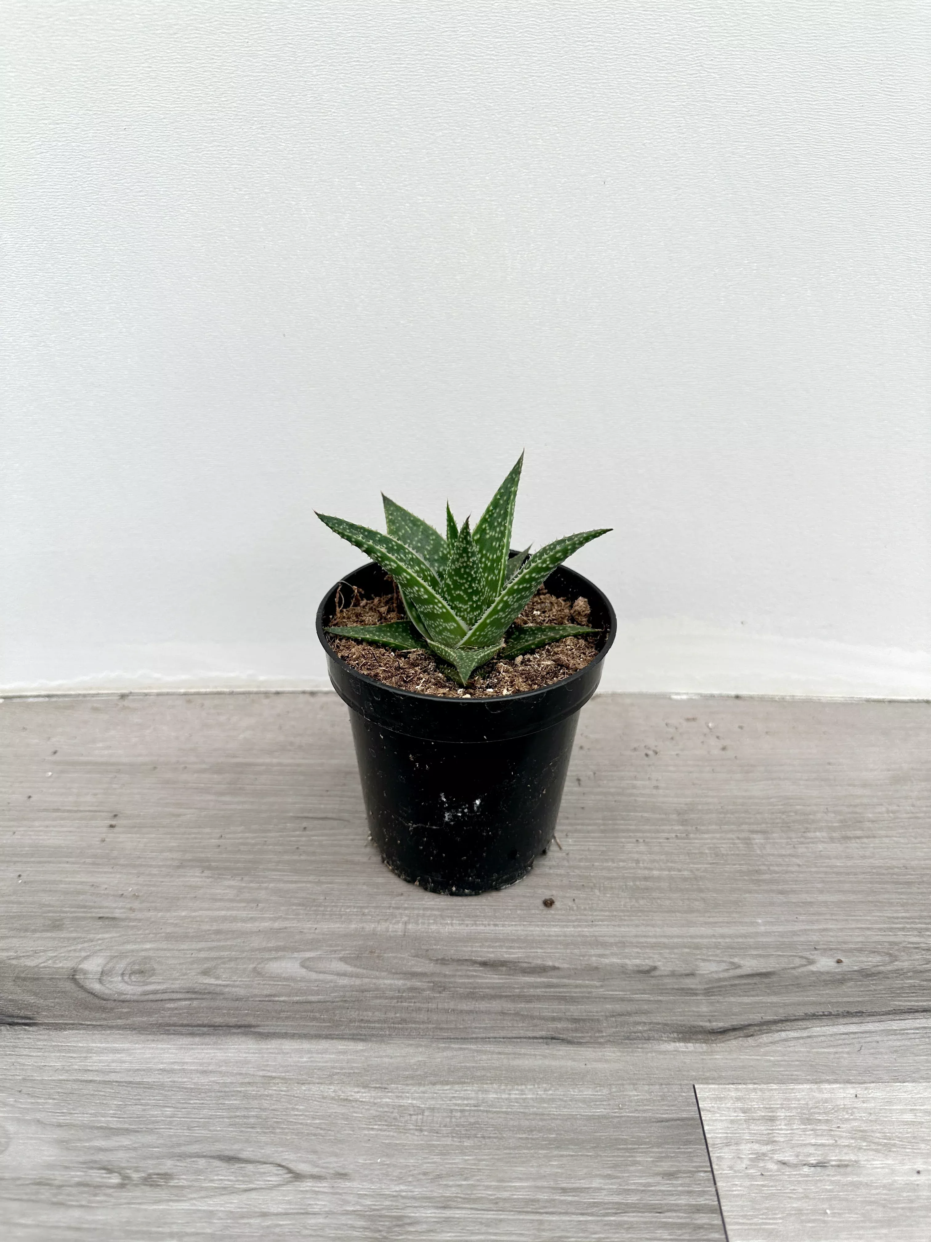 haworthia-assorted Haworthia assorted