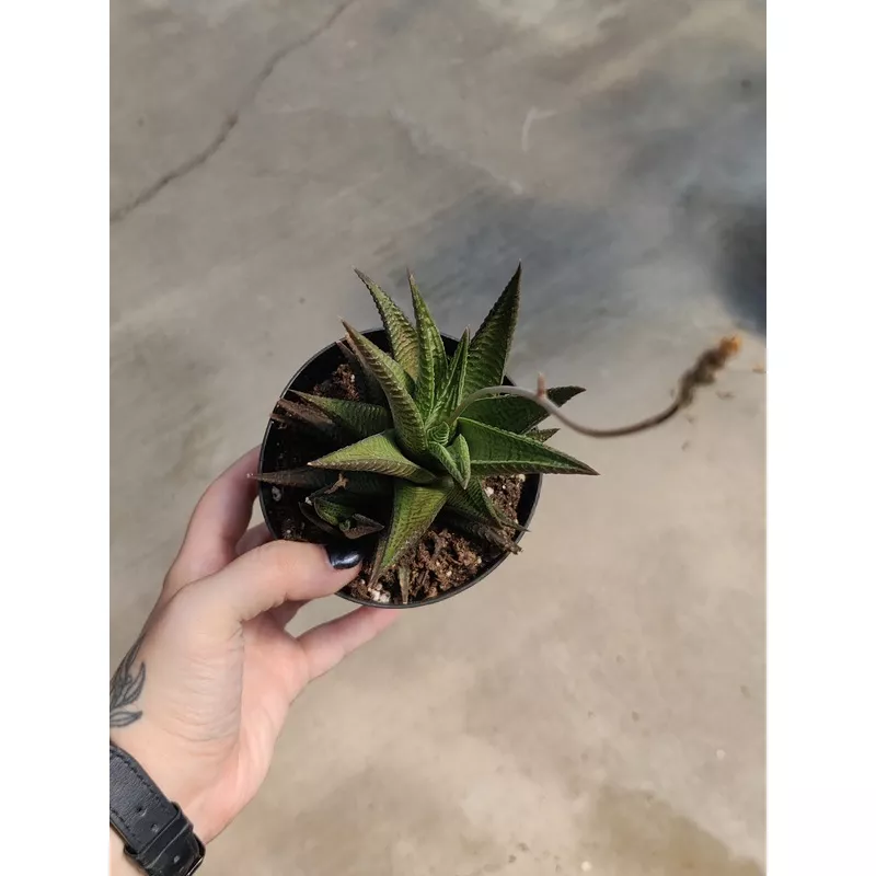 haworthia-limifolia Haworthia (Limifolia)