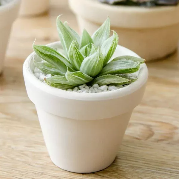 haworthia-retusa-white-ghost Haworthia retusa White Ghost