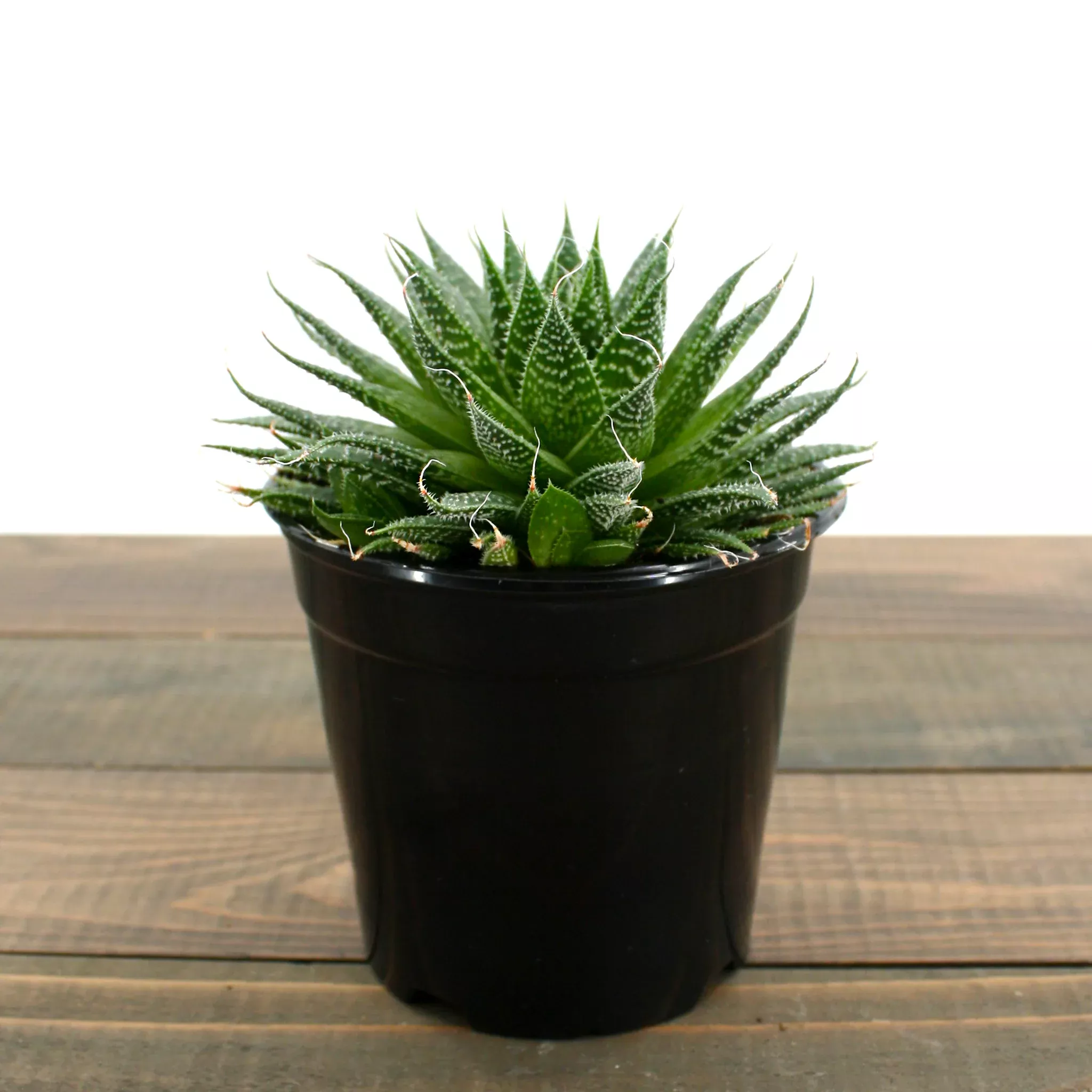 haworthia Haworthia