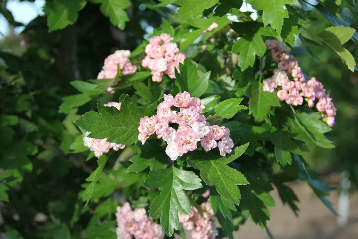 Hawthorn:'Toba'(Jf)