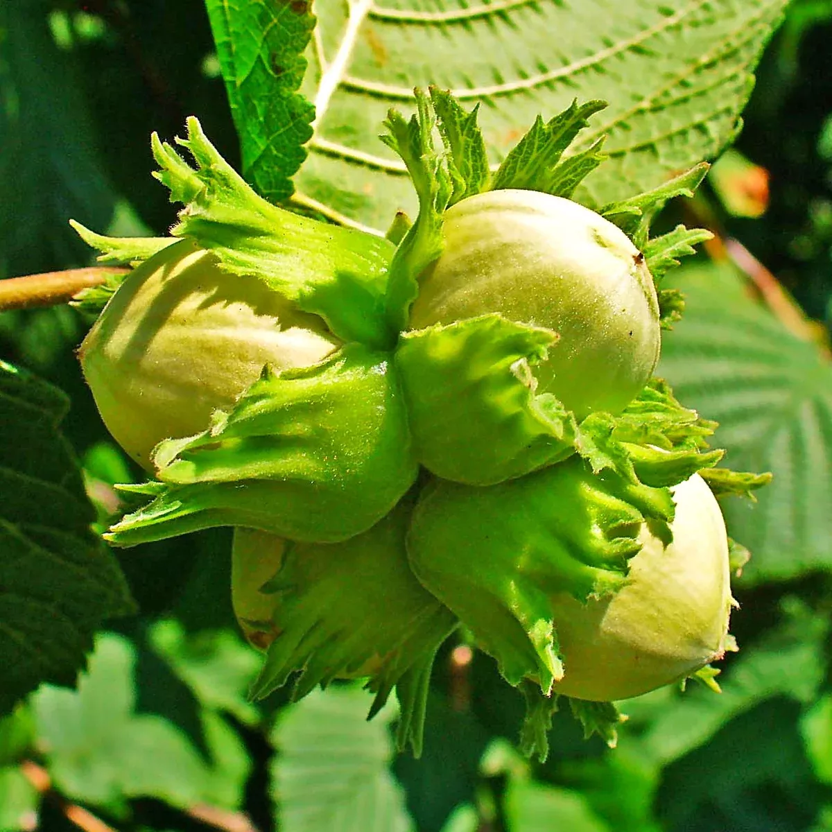 hazelnut-tree Hazelnut Tree