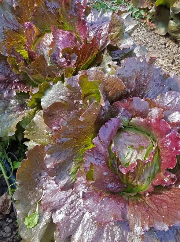head-cardinal-lettuce Head Cardinal Lettuce