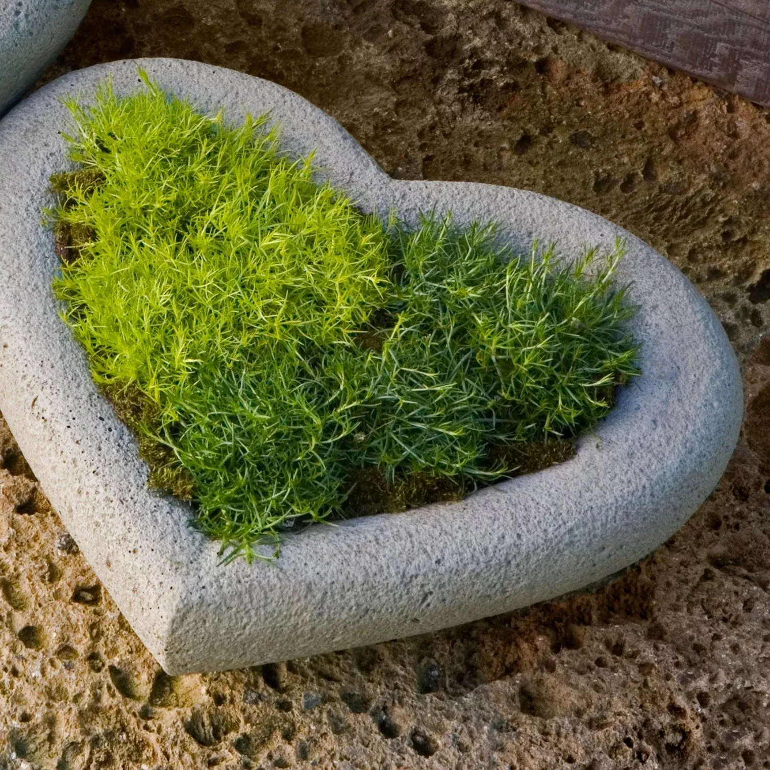 heart-small-planter-by-campania-international Heart Small Planter by Campania International
