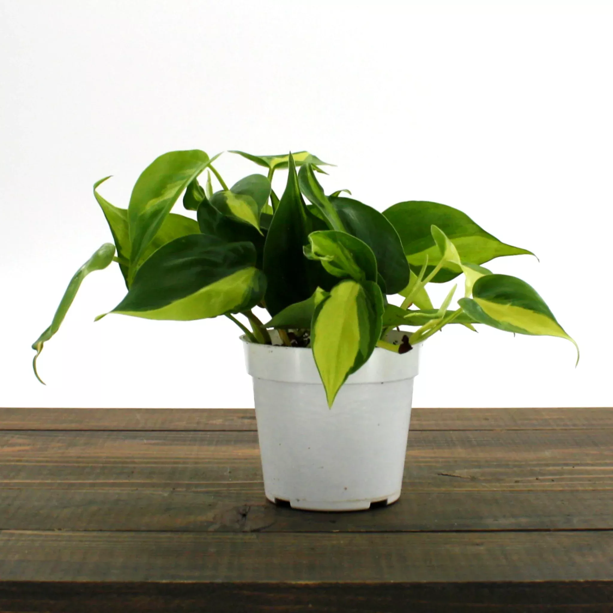 heartleaf-philodendron Heartleaf Philodendron