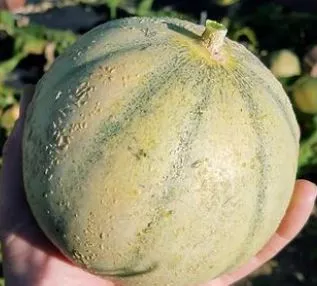 hearts-gold-muskmelon Hearts of Gold Muskmelon