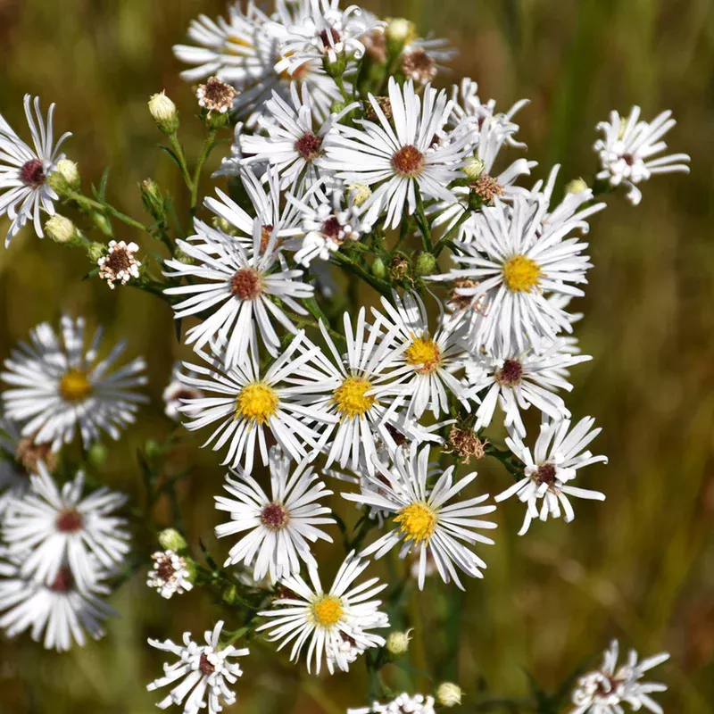 heath-aster-1-cb Heath Aster # 1 Cb