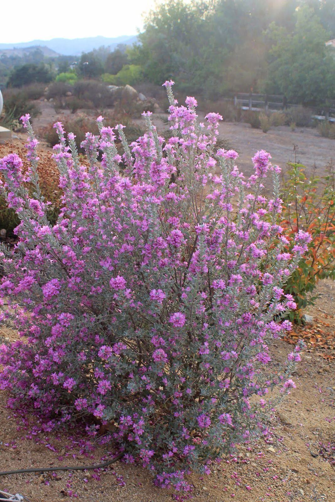 Heavenly Cloud Texas Sage