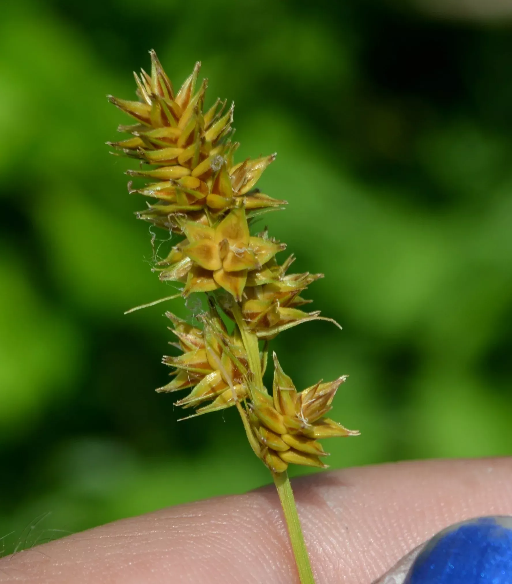 Heavy Sedge