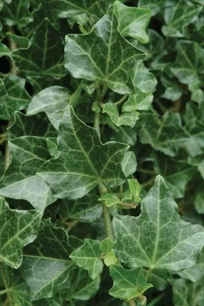 hedera-helix-baltica-english-ivy Hedera helix Baltica English Ivy