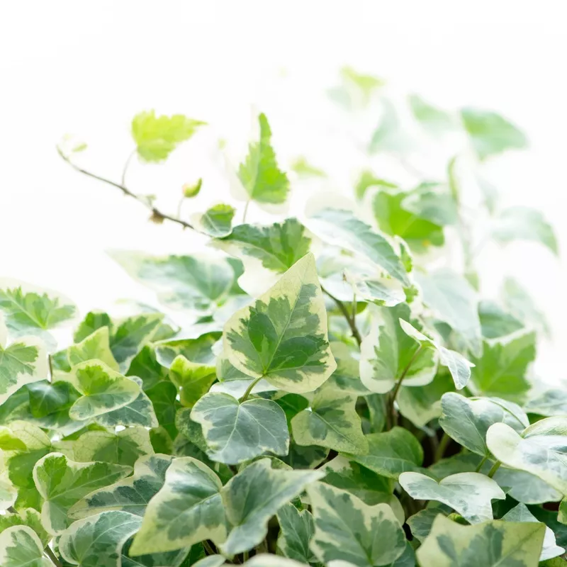 Hedera Helix Gold Variegated | 3 or 6 1L Pots