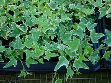 hedera-helix-ingelise-10-ct-flat Hedera helix 'Ingelise' (10)ct Flat