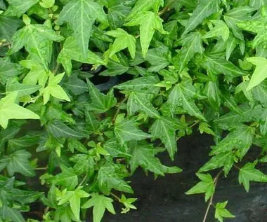 hedera-helix-needlepoint-3-5-inch-pot Hedera helix 'Needlepoint' (3.5 inch pot)