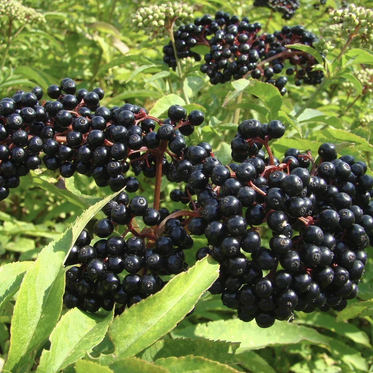 heirloom-organic-american-elderberry-seeds Heirloom Organic American Elderberry Seeds