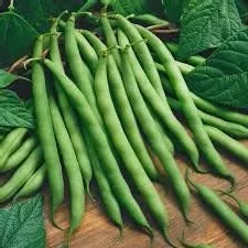 Heirloom Organic Blue Lake Pole Bean Seeds