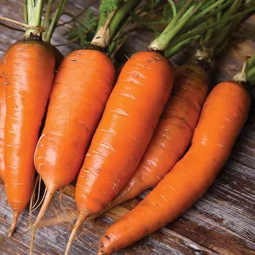 heirloom-organic-danvers-half-long-carrot-seeds Heirloom Organic Danvers Half Long Carrot Seeds