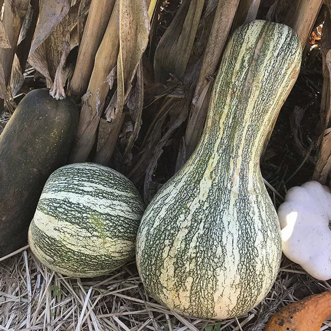 heirloom-organic-green-stripe-cushaw Heirloom Organic Green Stripe Cushaw