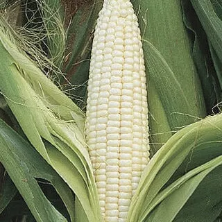Heirloom Organic Silver Queen Sweet Corn Seeds