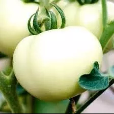 heirloom-organic-white-wonder-tomato-seeds Heirloom Organic White Wonder Tomato Seeds