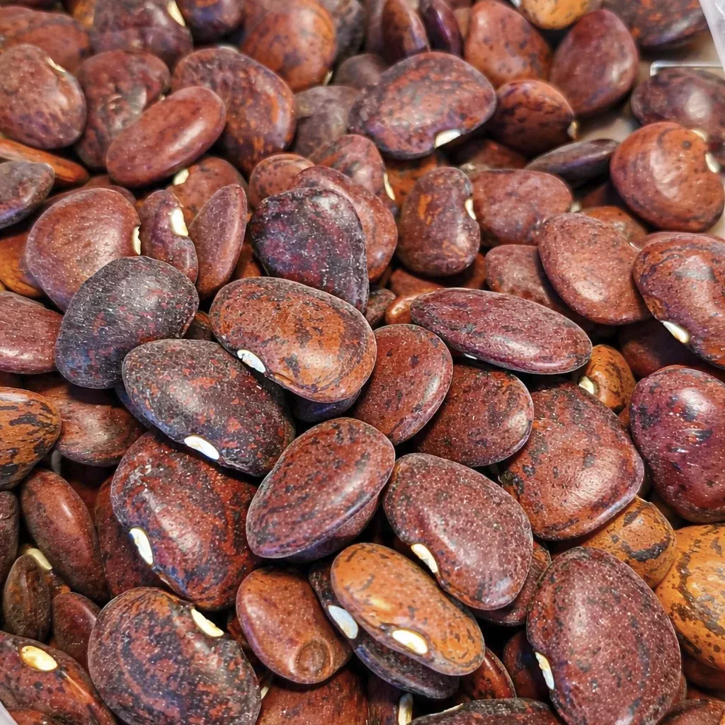 Heirloom Organic Willow Leaf Butter Pole Lima Speckled Bean Seeds