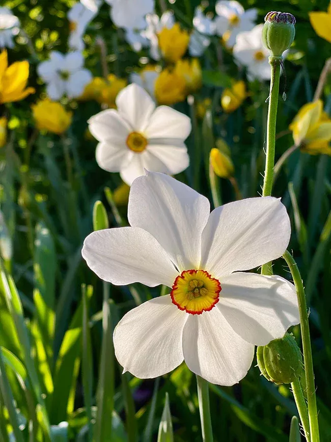 heirloom-pheasant-eye Heirloom Pheasant Eye