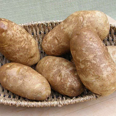 Heirloom Russet Burbank
