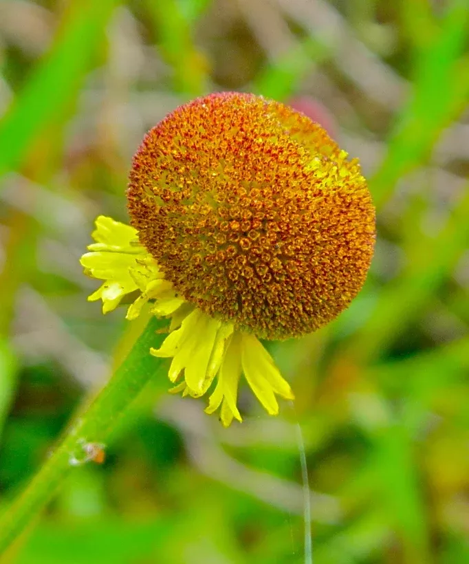 Helenium puberulum