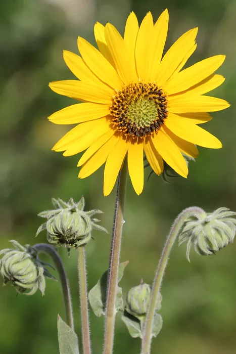 helianthus-mollis-downy-sunflower Helianthus mollis - Downy Sunflower