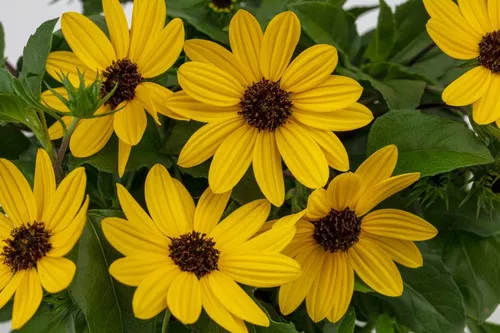 Helianthus (Sunmazing)