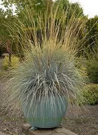 helictotrichon-s-sapphire-25-br-plants Helictotrichon s. 'Sapphire' (25) BR Plants