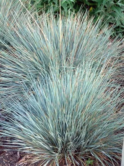 helictotrichon-sempervirens-sapphire-blue-oat-grass Helictotrichon sempervirens Sapphire Blue Oat Grass