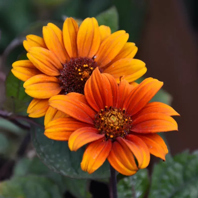 Heliopsis 'Bleeding Hearts'