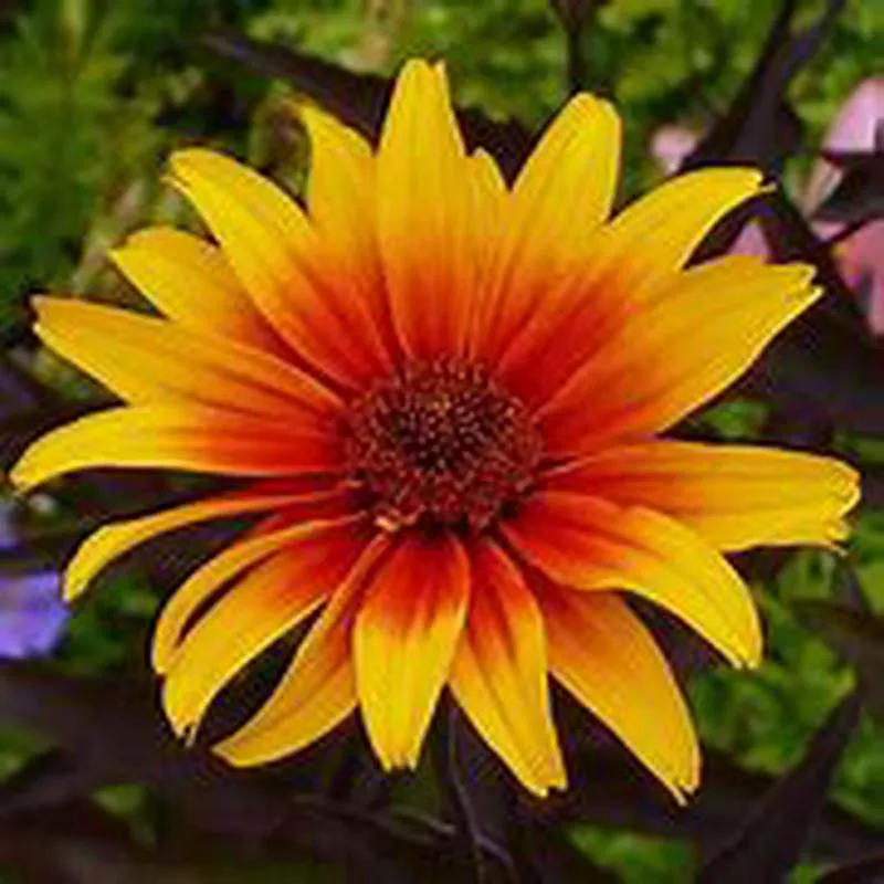 heliopsis-burning-hearts-false-sunflower Heliopsis Burning Hearts False Sunflower