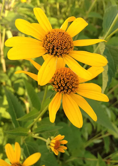 heliopsis-helianthoides-ox-eye-sunflower Heliopsis helianthoides - Ox-eye Sunflower
